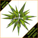 HERRNHUTER Stern EDITION NATUR 2021 - Weinlaub - SONDEREDITION - 60 cm